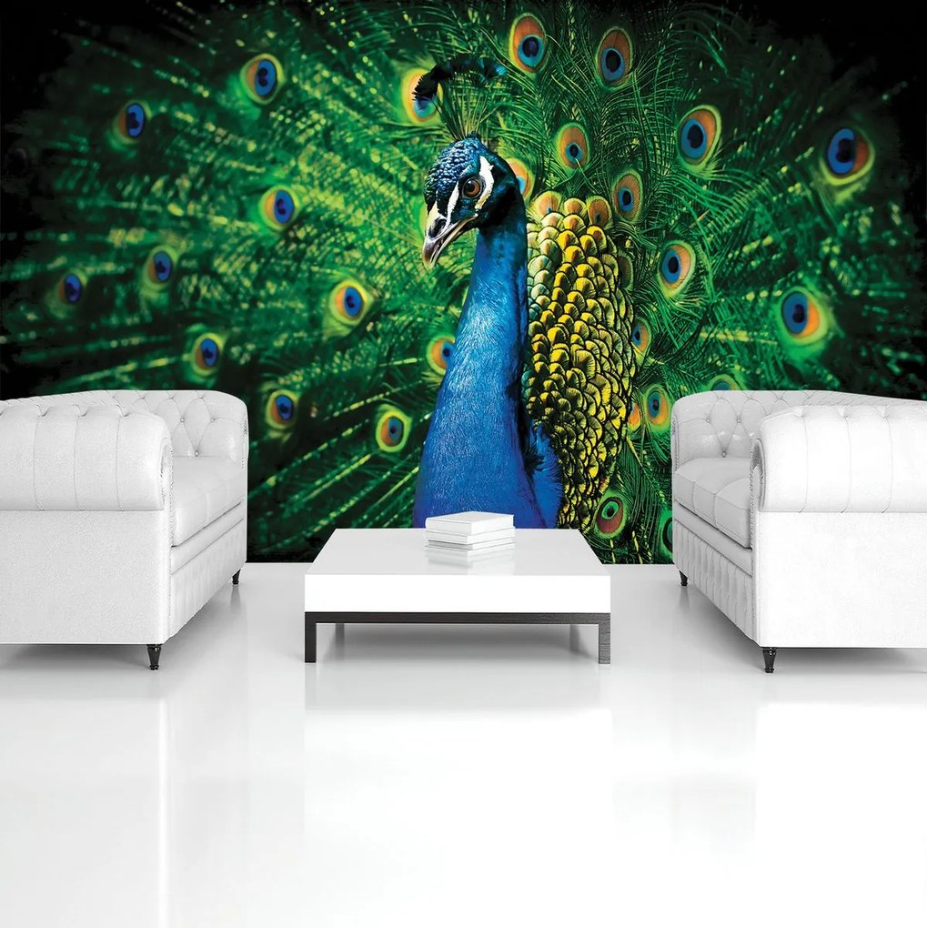 Fotótapéta - Páva (152,5x104 cm)