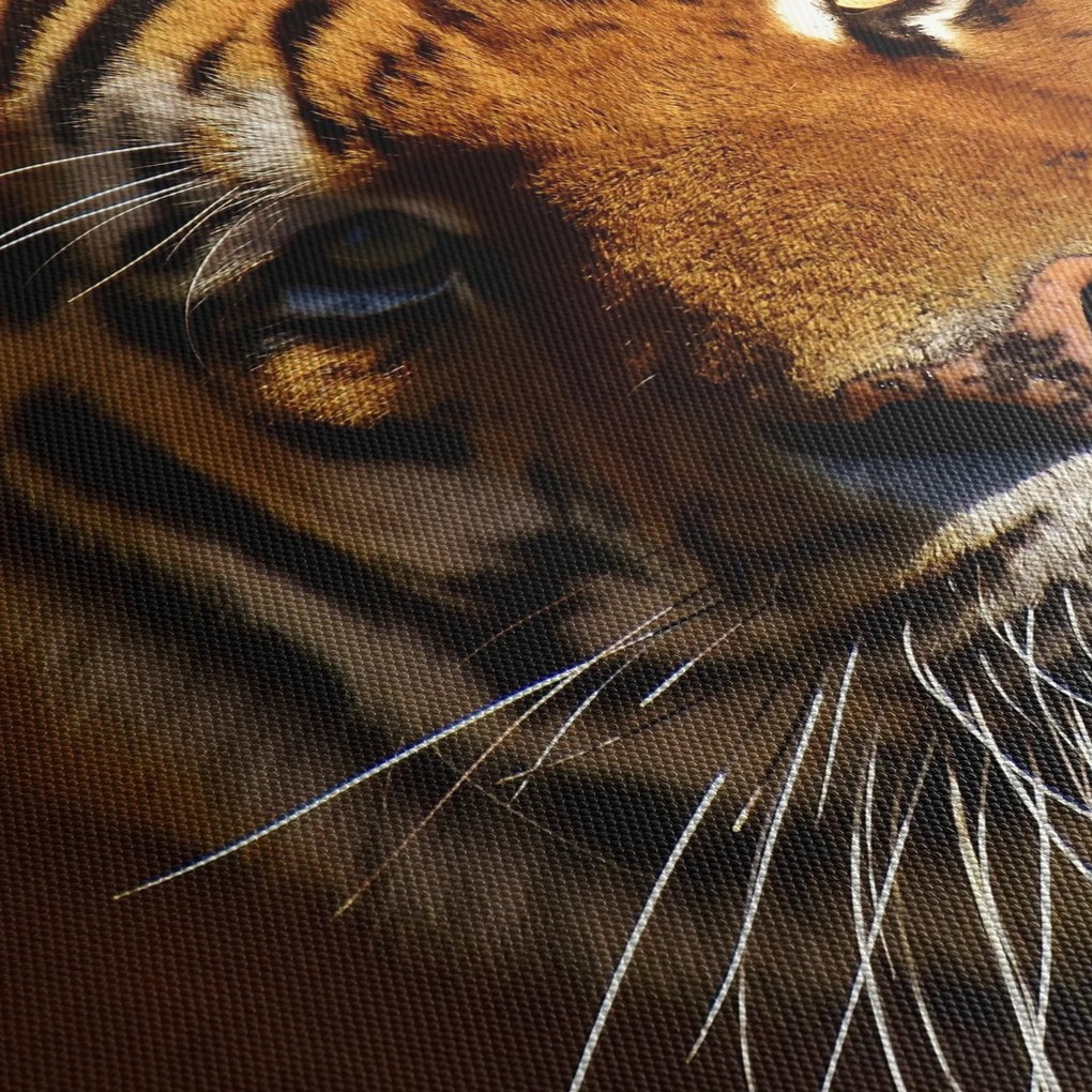 Tigris képe (120x50 cm)