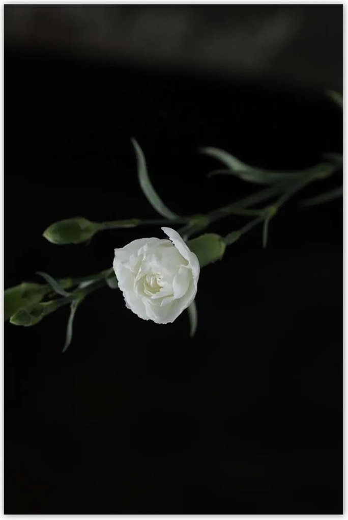 Poszterek 80x120 Fehér szegfű virágok