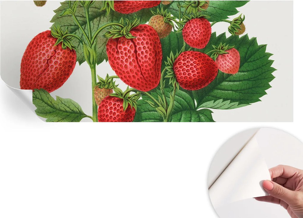 Öntapadós Dekoratív Fotótapéta Hálószobába Nyári gyümölcsök 250x104 cm