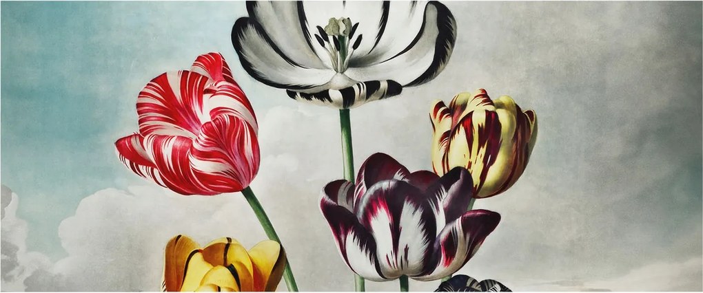 Fotótapéta Fali tapéta Hálószoba Nappali Színes tulipánok 250x104 Ragasztó