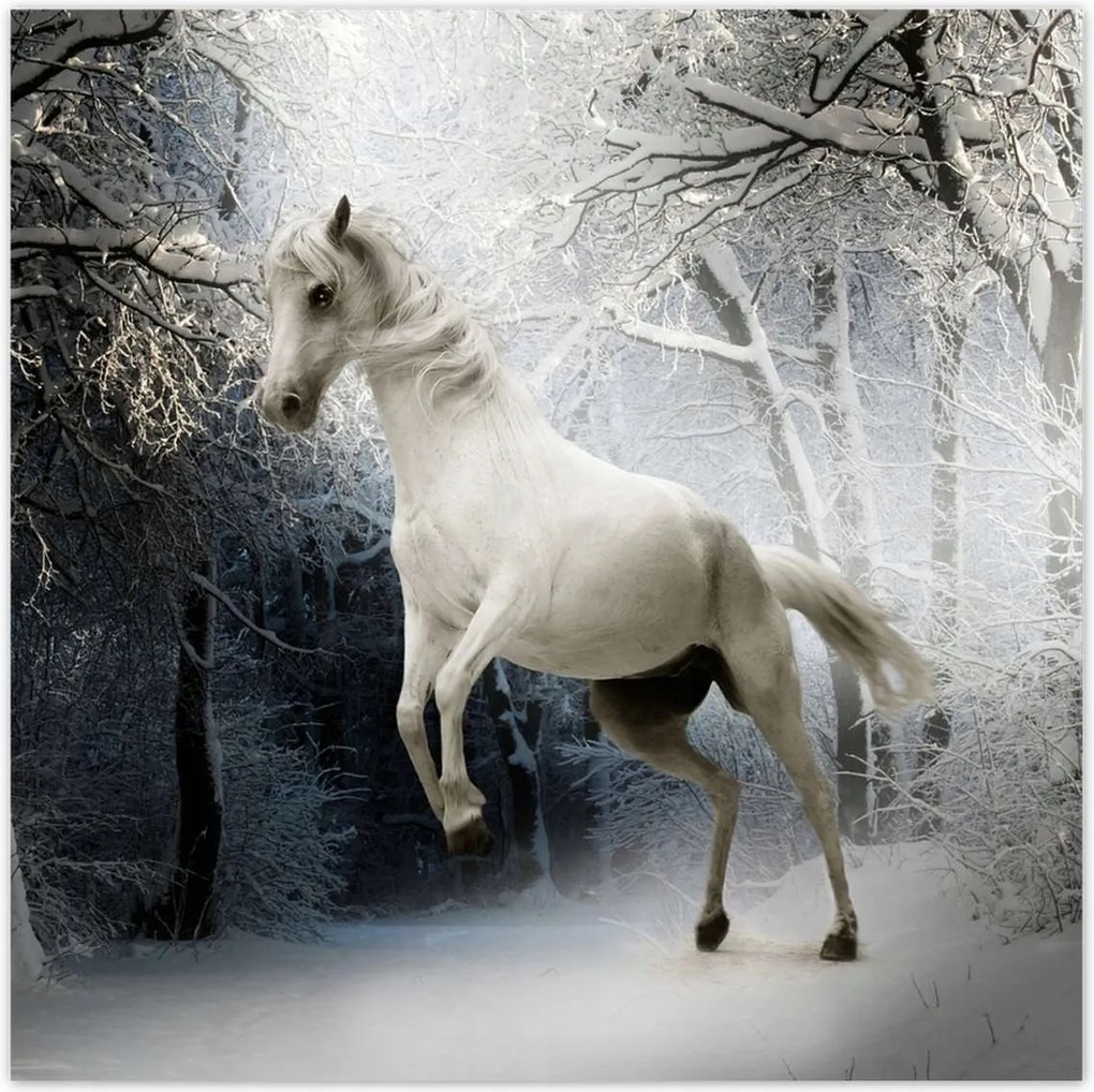 Poszterek 70x70 Fehér paripa