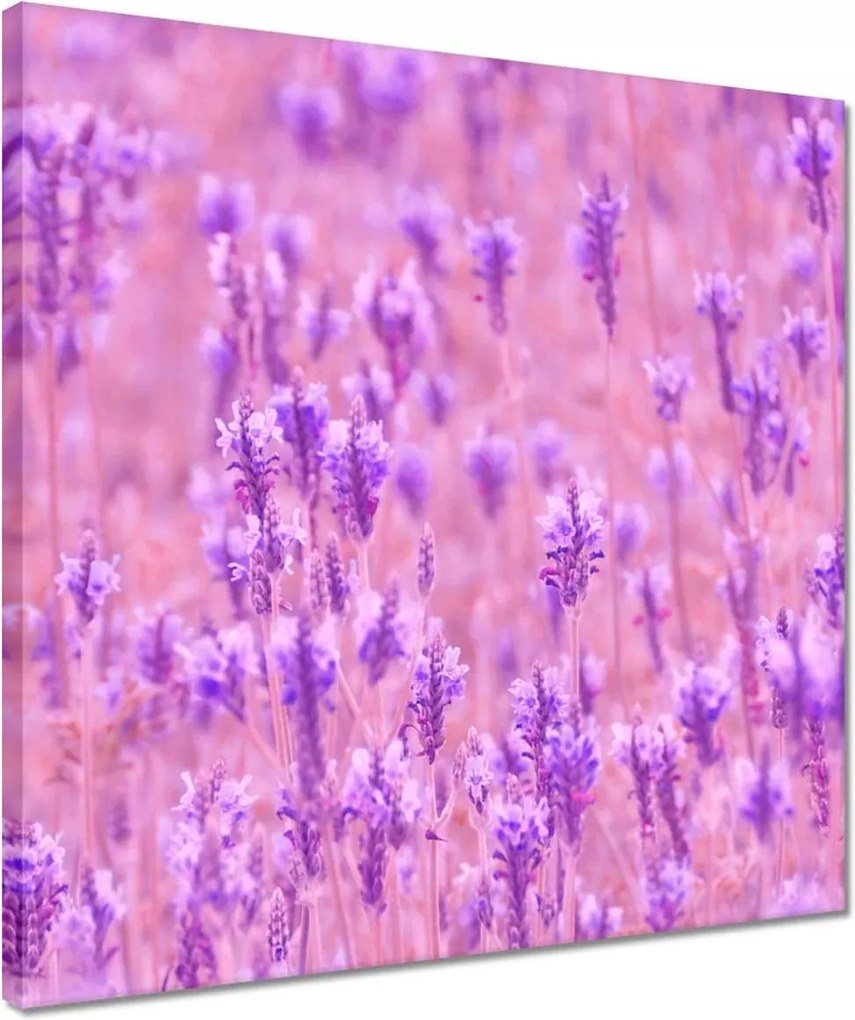 Vászonkép 40x40 Levendula tenger