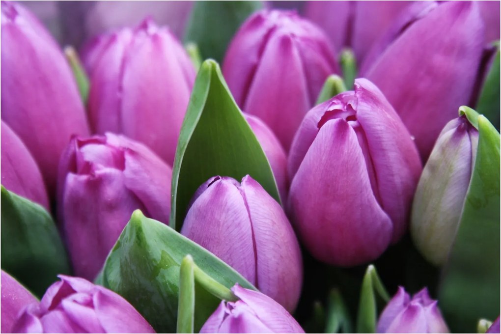 Kép - tulipánok (90x60 cm)