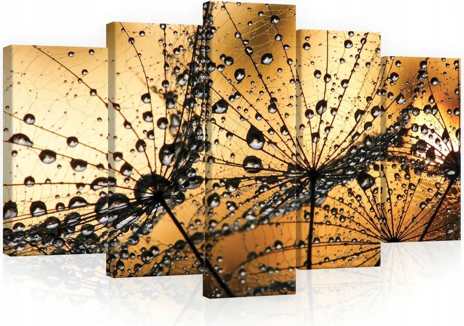 Vászonkép 100x60 Pitypang harmat vízcseppek makro természet fény arany