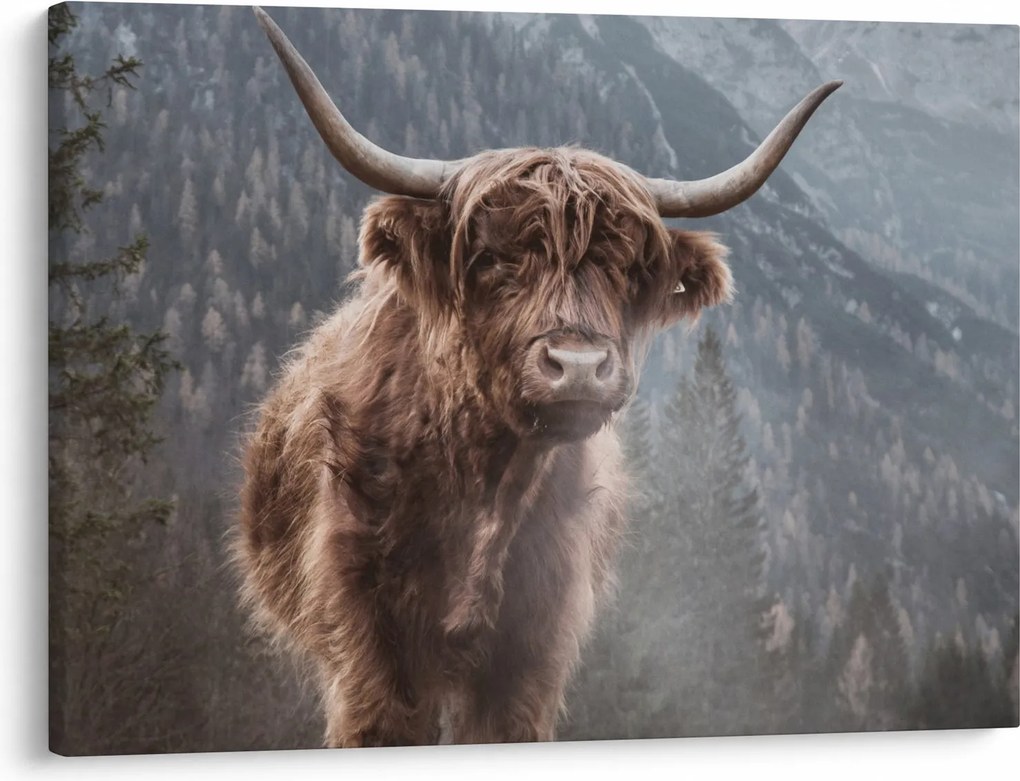 Kép - Highlander tehén (70x50 cm)