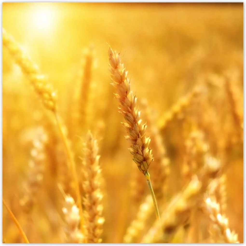 Poszterek 100x100 Gabona érik a napfényben