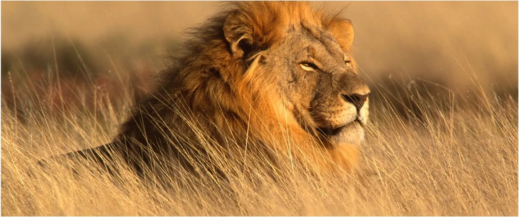 Kép - Etosha Nemzeti Park (120x50 cm)
