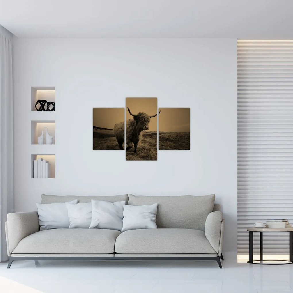 Kép - Skót tehén menekül (90x60 cm)
