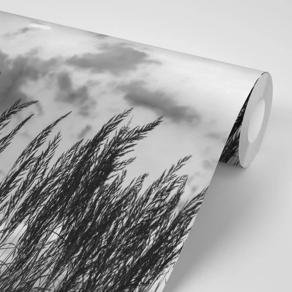Fototapeta fű fekete-fehér kivitelben