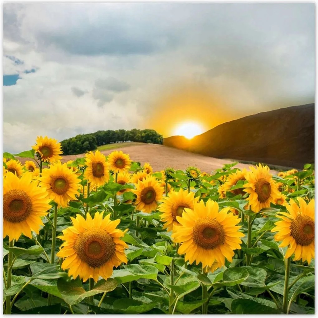 Poszterek 100x100 Tájkép Napraforgók