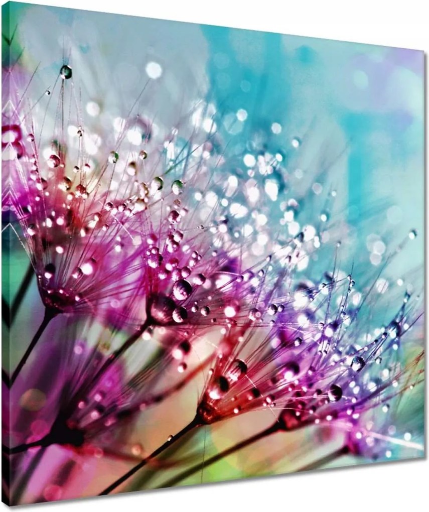 Vászonkép 50x50 Harmatcseppek Pitypang