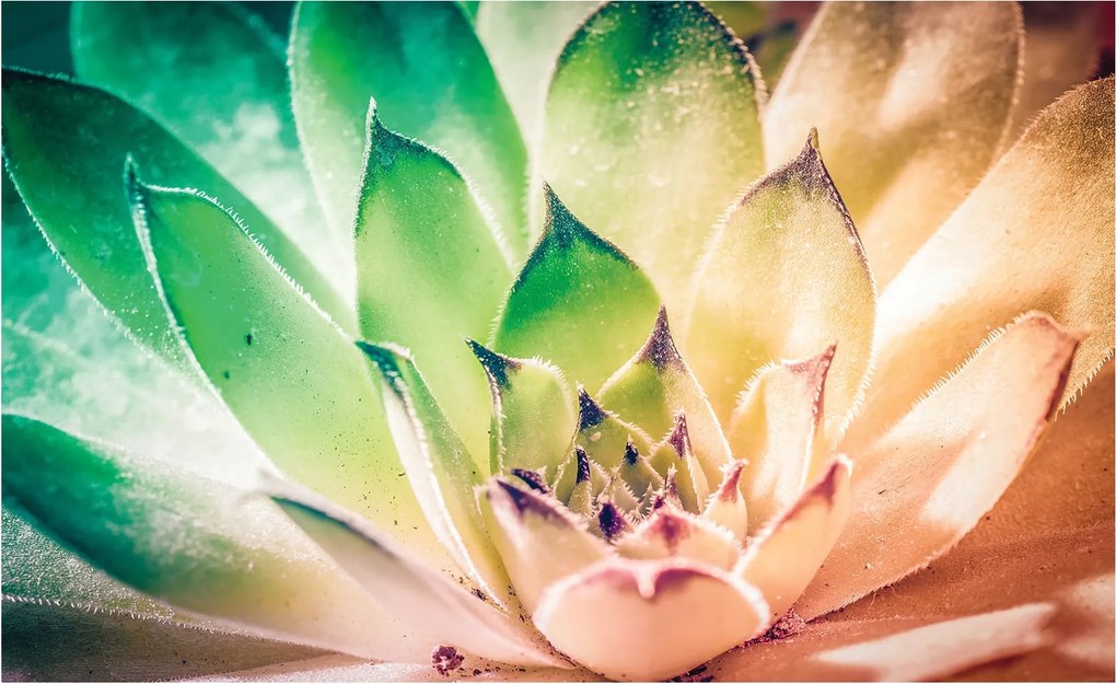 Flizelin fotótapéta Pozsgások Színes rozetta harmónia zöld 200x140 +ragasztó