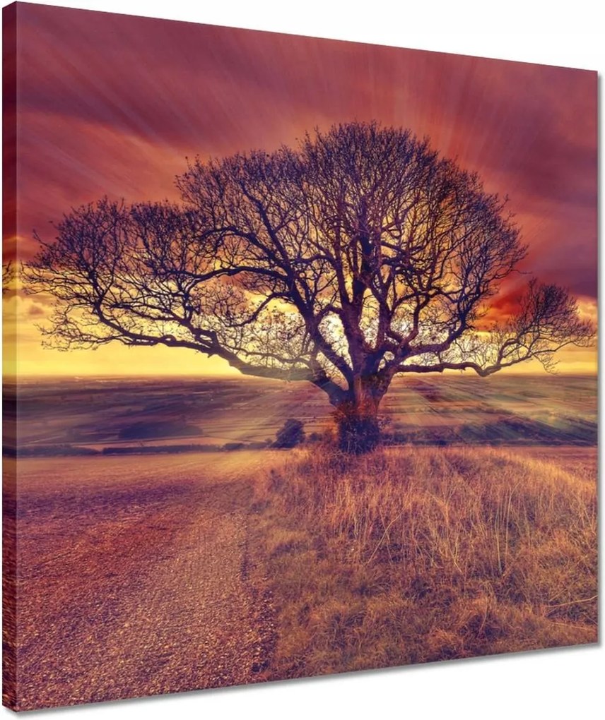 Vászonkép 40x40 Fa