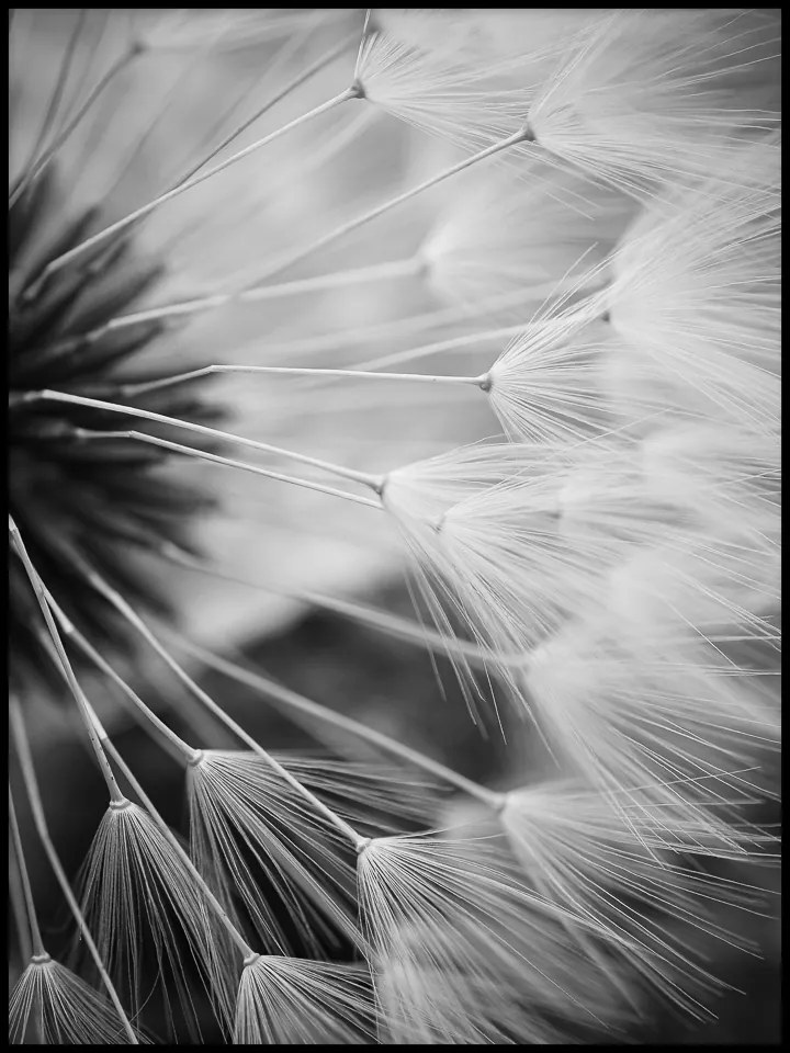 Pitypang bájos elmosódási hatással Pitypang poszter 40x50cm