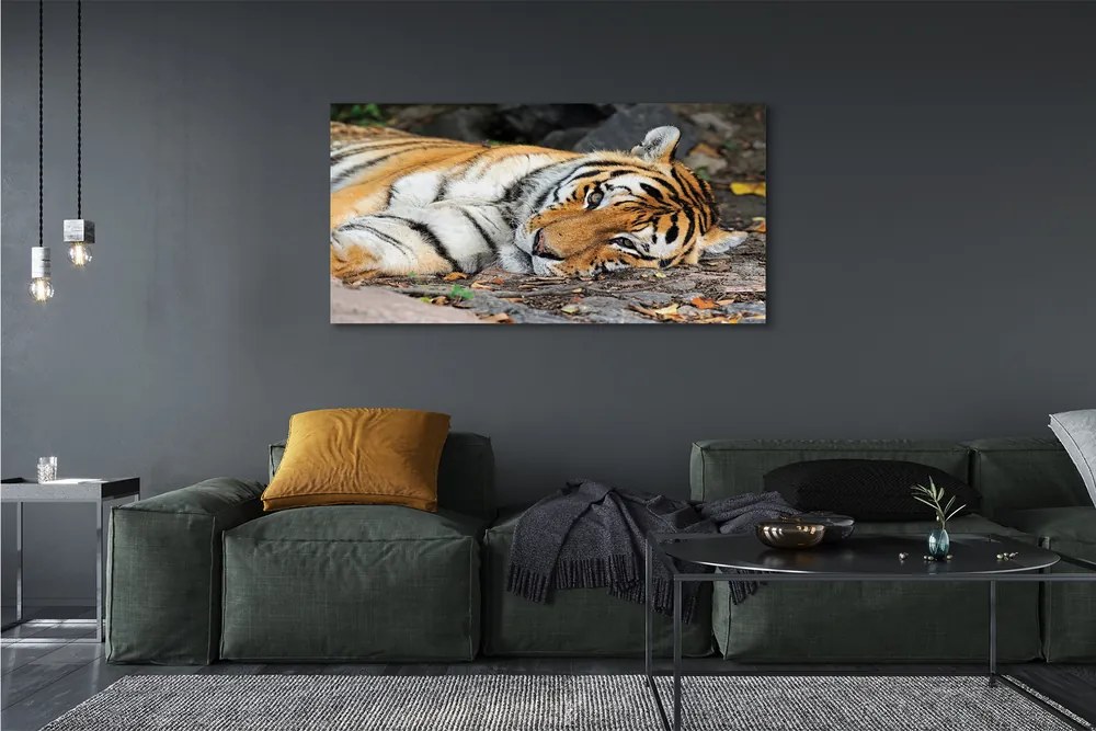 Canvas képek fekvő tigris 100x50 cm