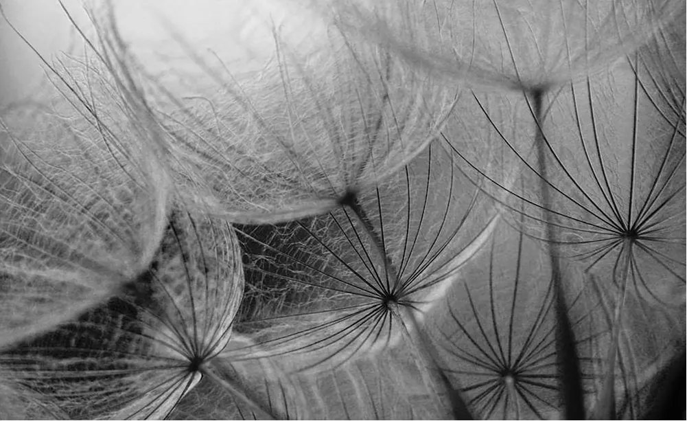 3D fotótapéta pitypang fotótapéta 208 x 146