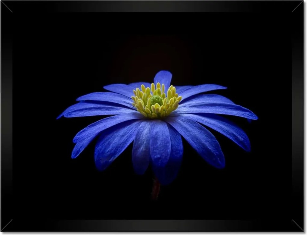 Poszterek keretben 40x30 Kék virág