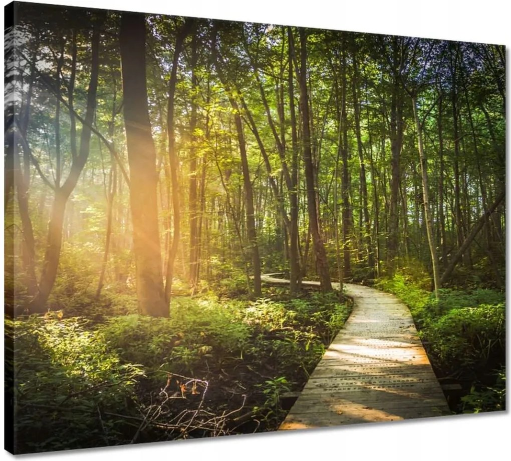 Vászonkép 50x40 Napsugár a sétán