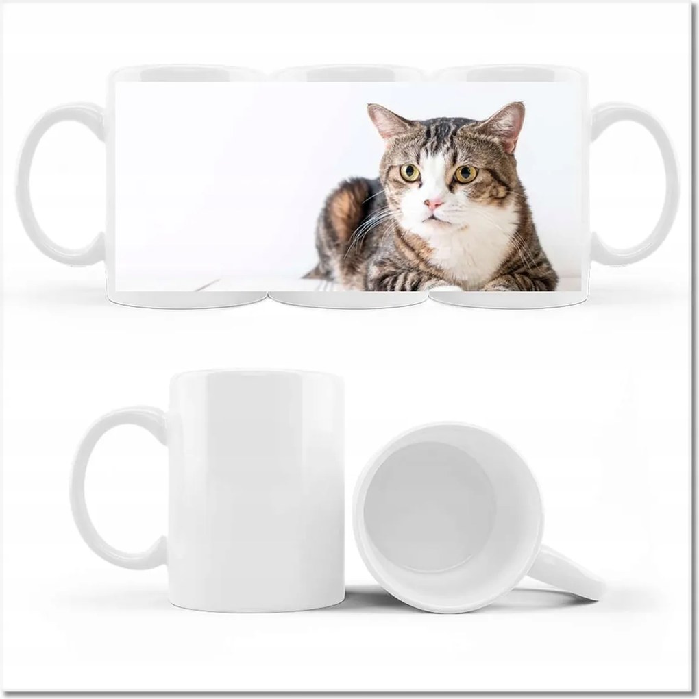 Cica fényképes bögre Cicák Macskák