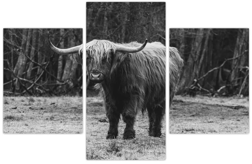 Kép - Skót tehén (90x60 cm)