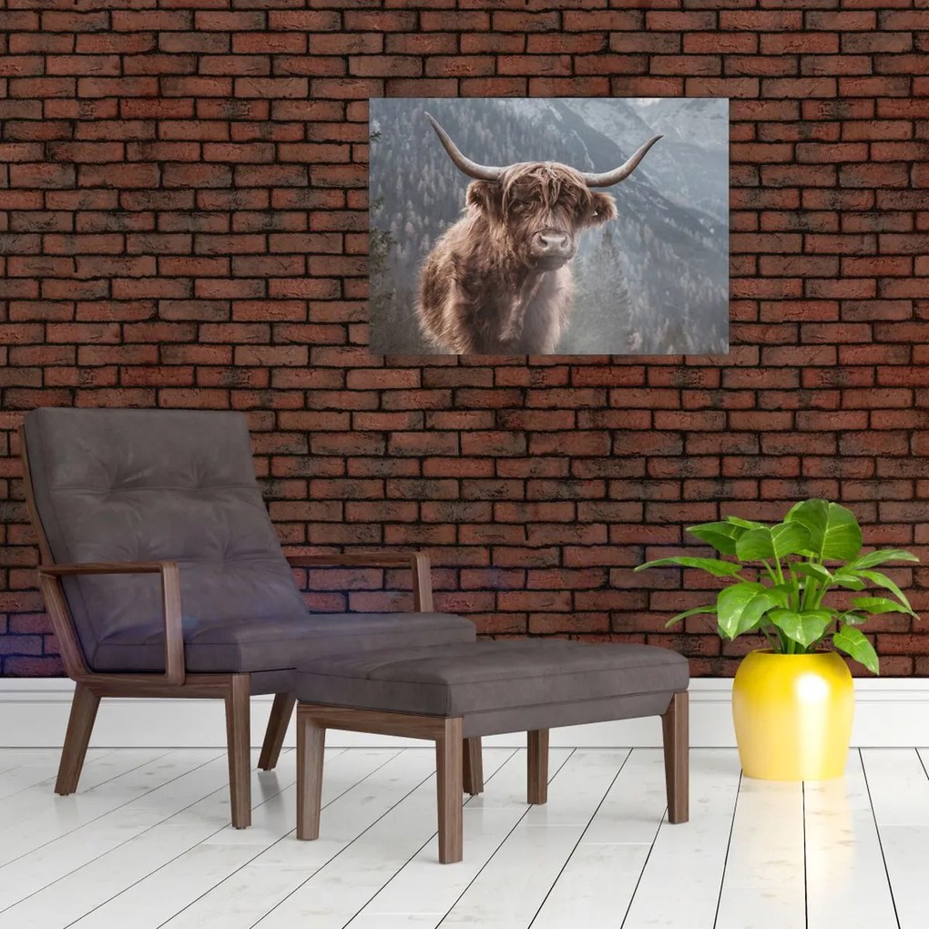 Kép - Highlander tehén (70x50 cm)