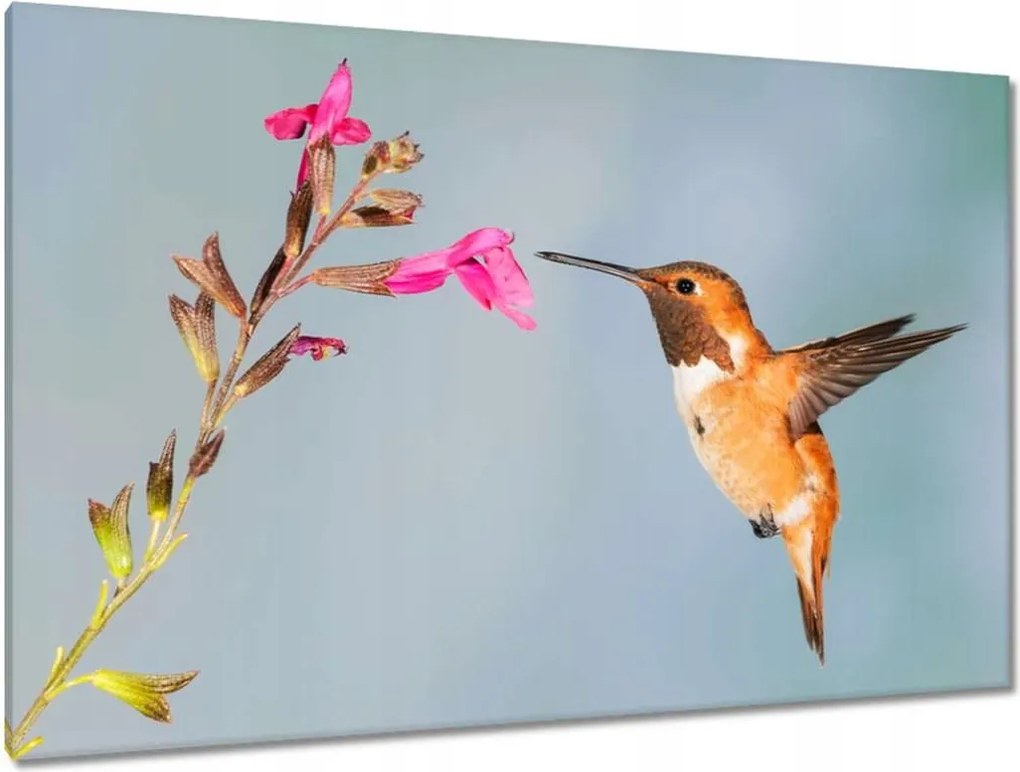 Festmények 120x80 Kolibri nektárt eszik