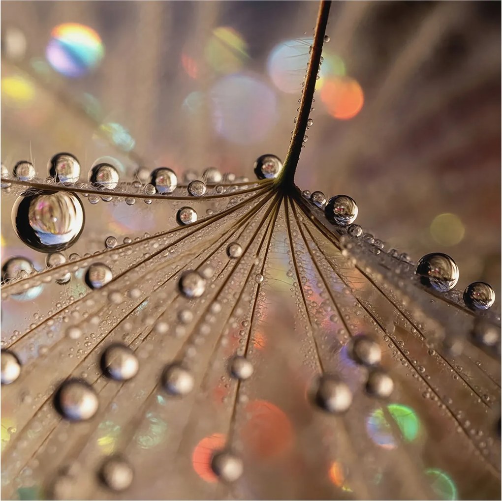 Fotótapéta Flizelin Dekoratív az irodába Gyöngycseppek 250x250 Ragasztó