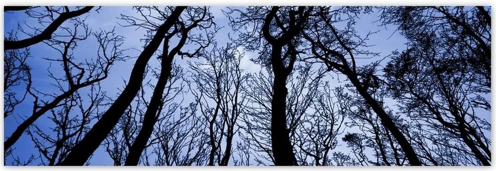 Poszterek 200x66 Erdő Fák Kilátás alulról