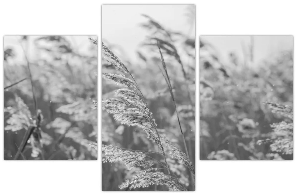 Kép - Fű a szélben (90x60 cm)