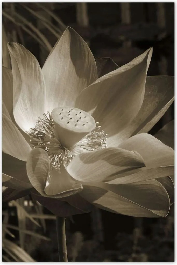 Poszterek 80x120 Lótusz Lótuszvirág