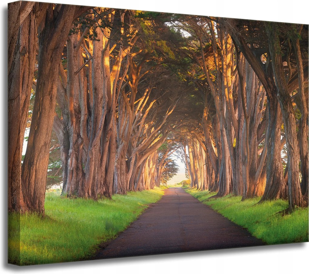 Vászonkép Út a fák között Natura 40x30 cm Ideális ajándék