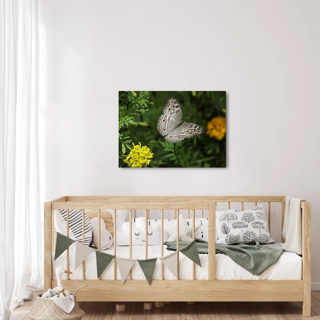Kép - fehér pillangó (70x50 cm)