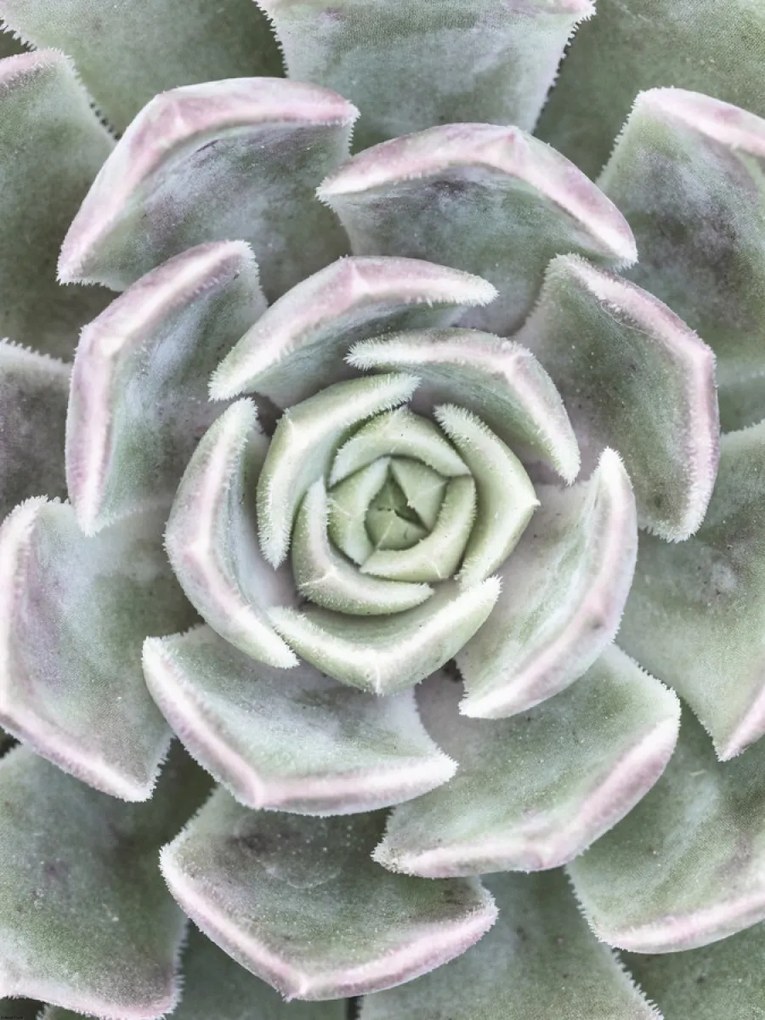 Poszter 60x80cm Pozsgás, Assaf Frank