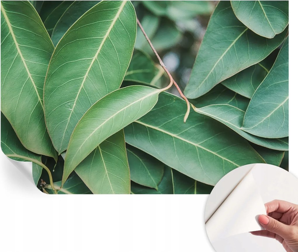 Öntapadós Dekoratív Fotótapéta Hálószobába Zöld levelek 104x70 cm