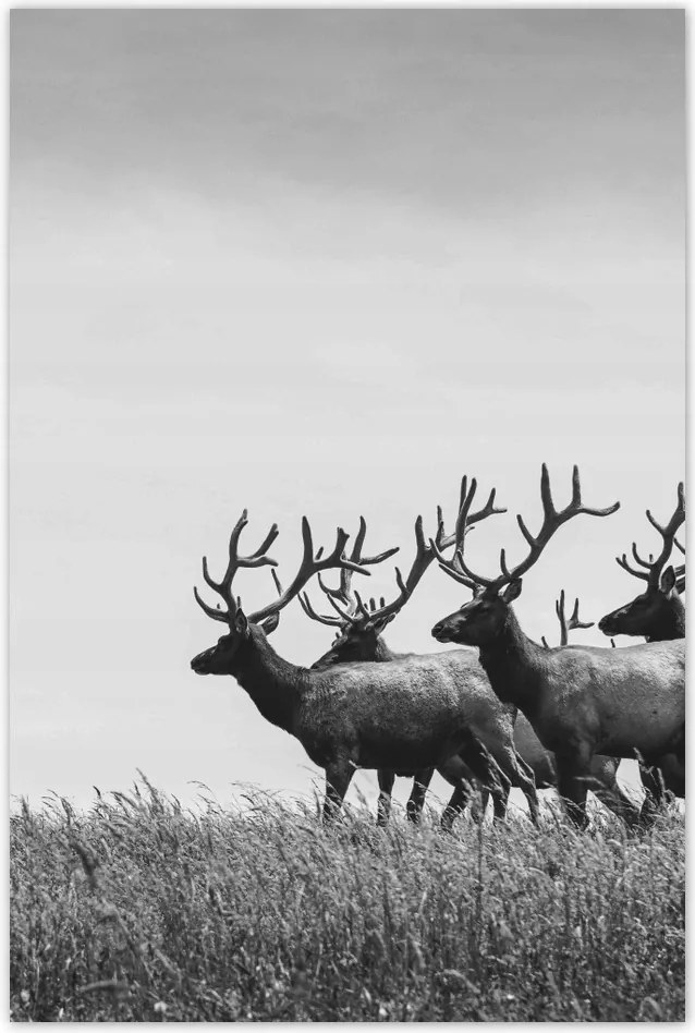 Poszterek 60x90 Szarvascsorda