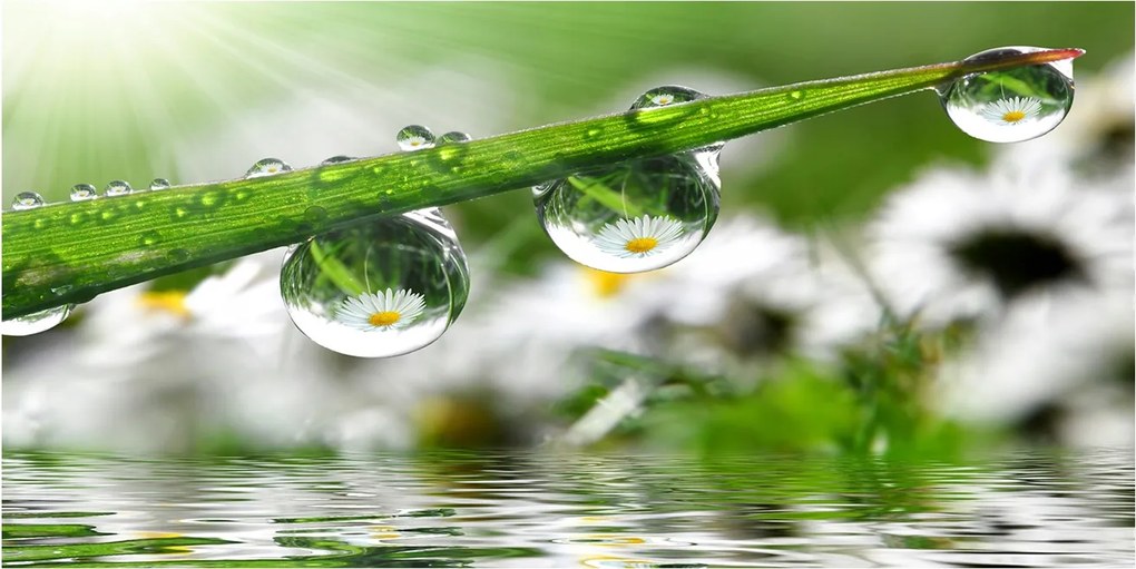 Fotó üvegkép Cseppek a fűben 140x70