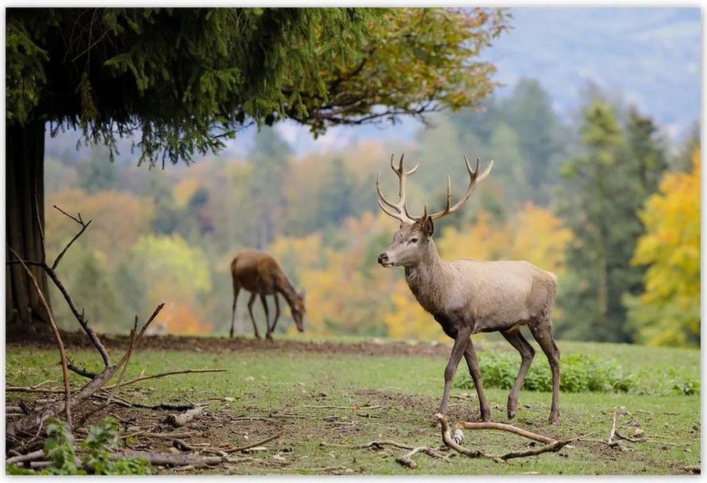Poszterek 155x105 Szarvas a szeretett szarvassal