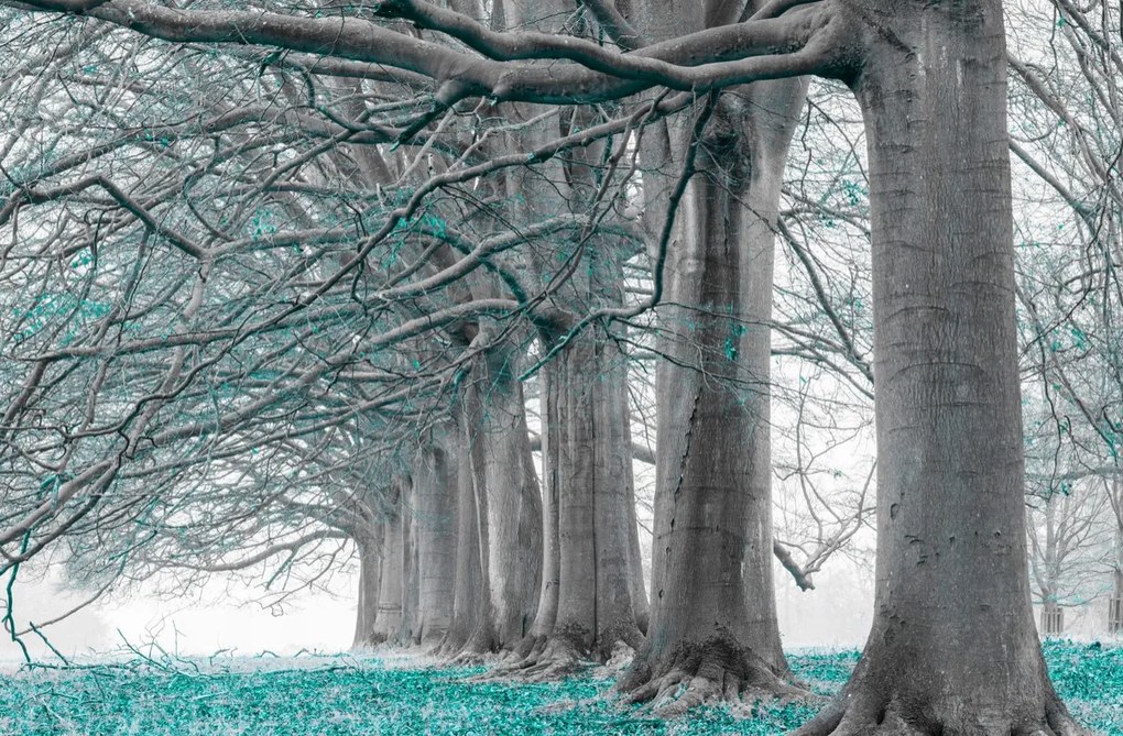 Poszter 91,5x60cm Fák egy sorban türkiz levelek, Assaf Frank