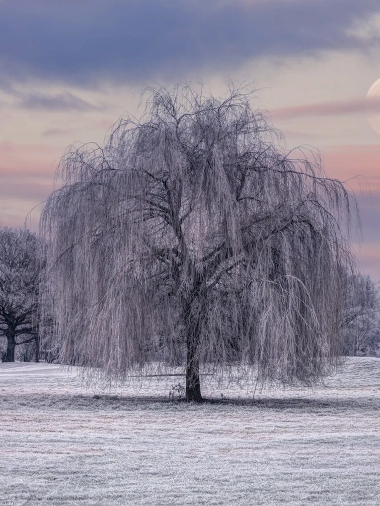 Poszter 30x40cm Fagy borítja, Assaf Frank