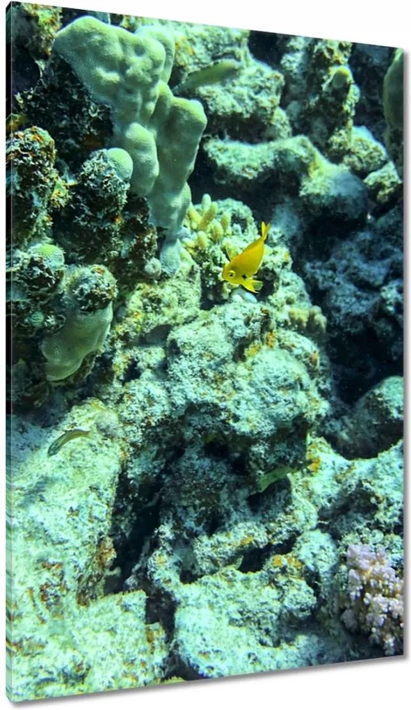 Vászonkép 80x120 Víz alatti világ a zátonyon