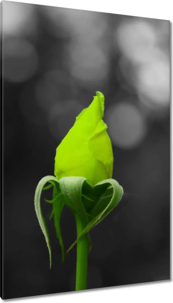 Vászonkép 80x120 Lime rózsa