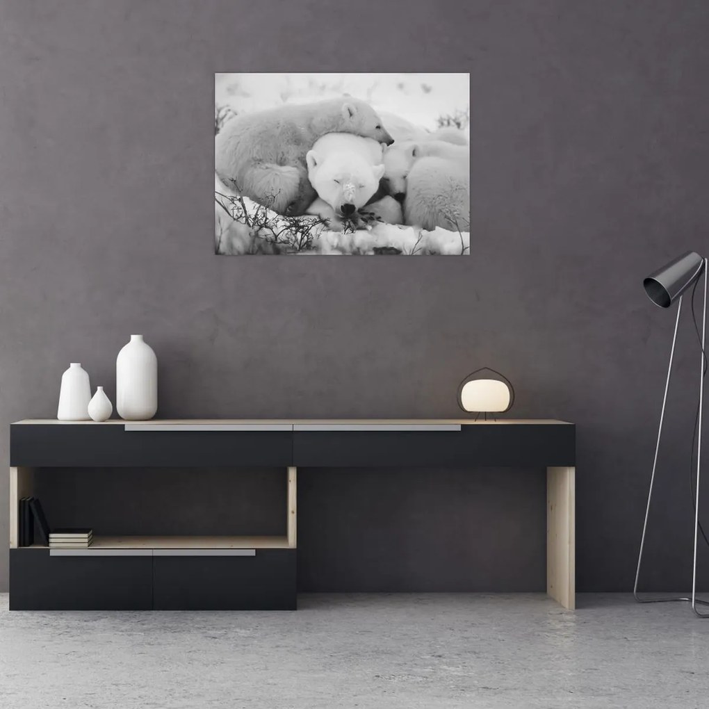 Üveg kép - Jegesmedvék (70x50 cm)