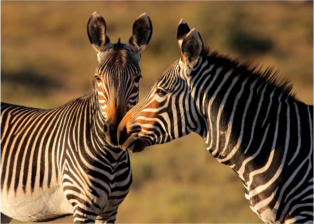 Üveg kép - Két zebra (70x50 cm)