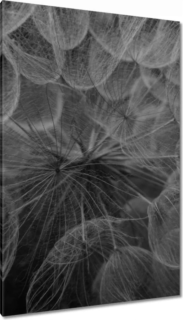 Vászonkép 80x120 Pitypang Virág Virágok