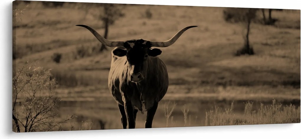 Kép - Texasi tehén (120x50 cm)