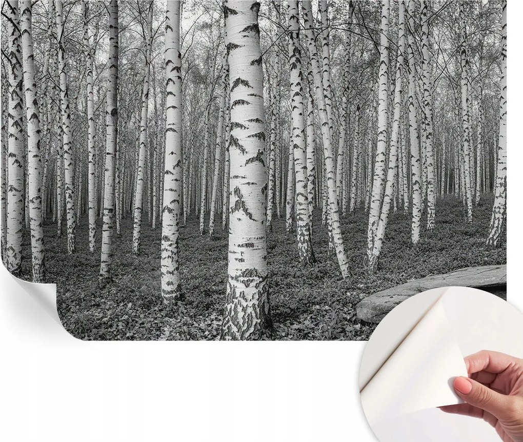 Fotótapéta Fali tapéta Hálószobába és Nappaliba Nyírerdő 104x70 cm