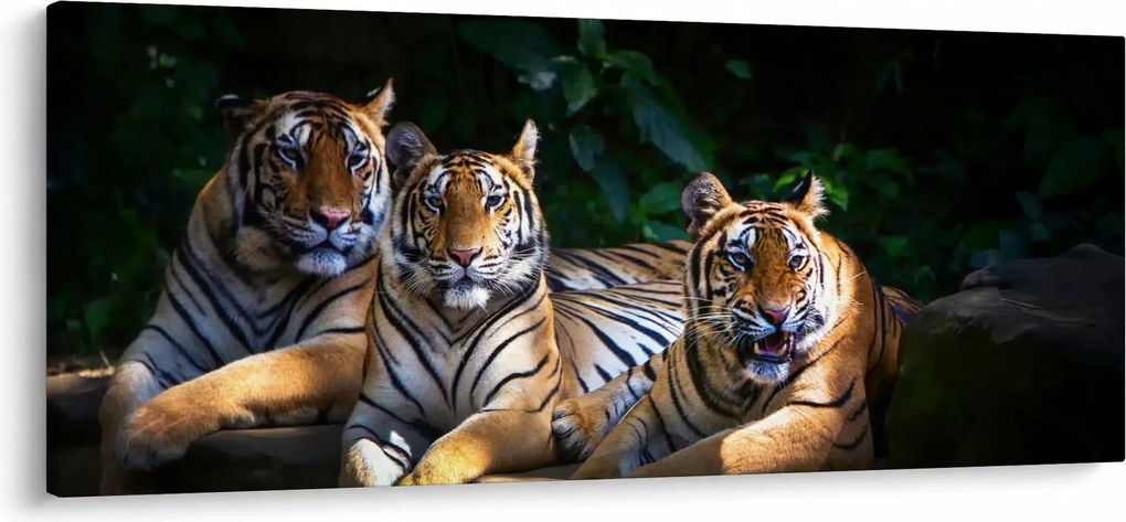 Kép - Tigris testvérek (120x50 cm)