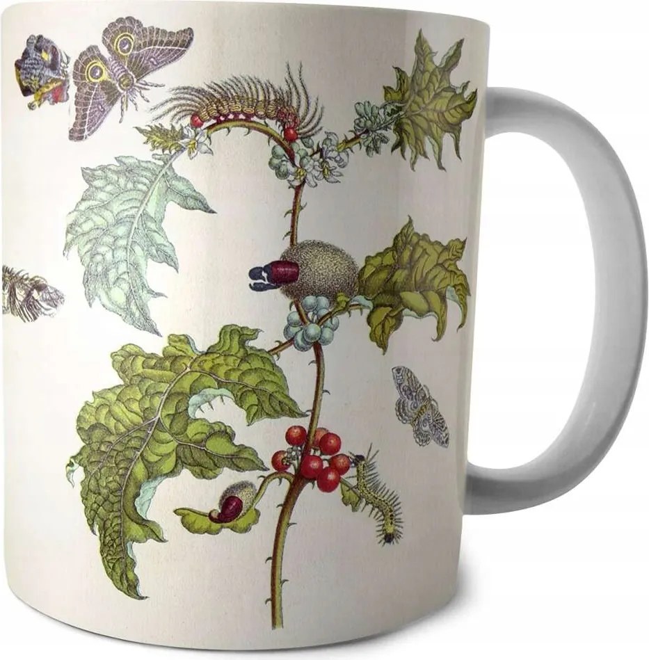 Bögre A rovarok metamorfózisa Surinamensium Maria Sibylla Merian