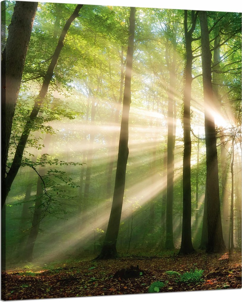 Vászonkép Nap az erdőben Fák Természet 80x100 cm